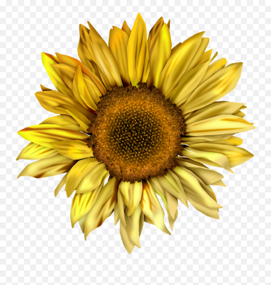 Common Sunflower Watercolor - Colourful 1353799 Png Watercolor Sunflower Png,Sunflower Transparent Background