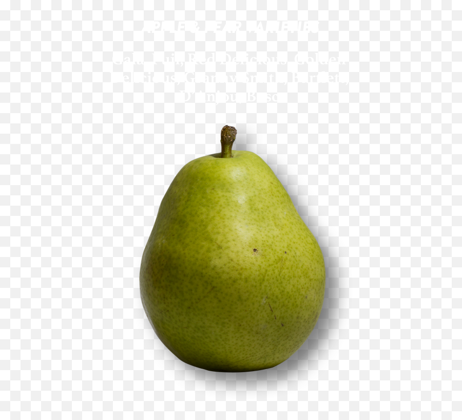 Pear - Cider Pear Png,Pears Png