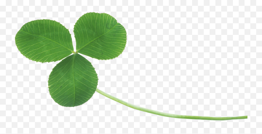 Clover Png Image - Real Clover Png,Clover Transparent Background