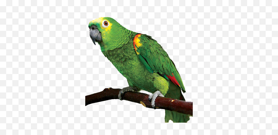 Transparent Png Pictures - Parrot Png,Parrot Transparent