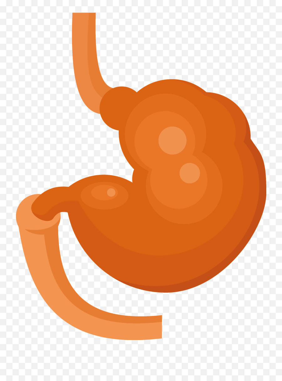 Clipart - Clip Art Png,Stomach Png