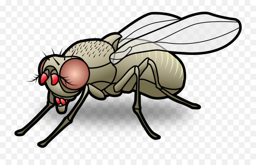 Fly Cartoon Transparent U0026 Png Clipart Free Download - Ywd House Fly  Cartoon Png,Fly Png - free transparent png images 