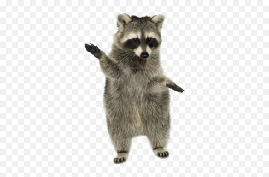 Download Free Png Raccoon - Racoon Png,Raccoon Transparent Background