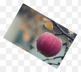 Rotate Png - Online Tools Apple