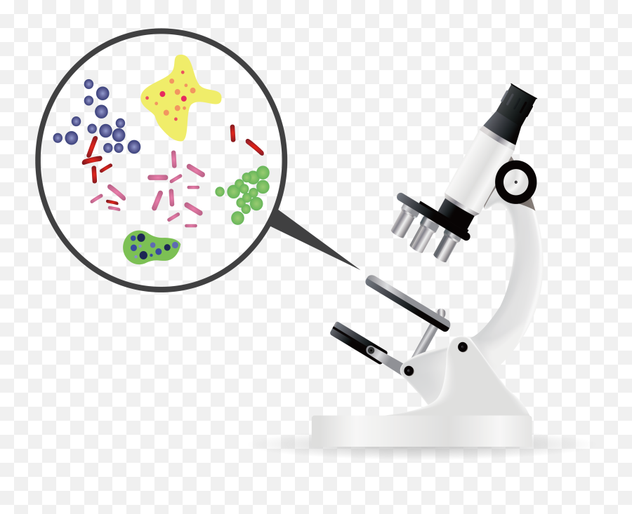 Bacteria Microorganism Microscope - Bacteria Png,Bacteria Png