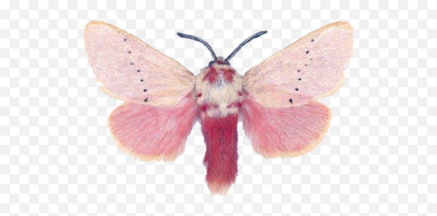Moth Pinkmoth Nature Cottagecore Png - Joseph Scheer,Moth Transparent Background