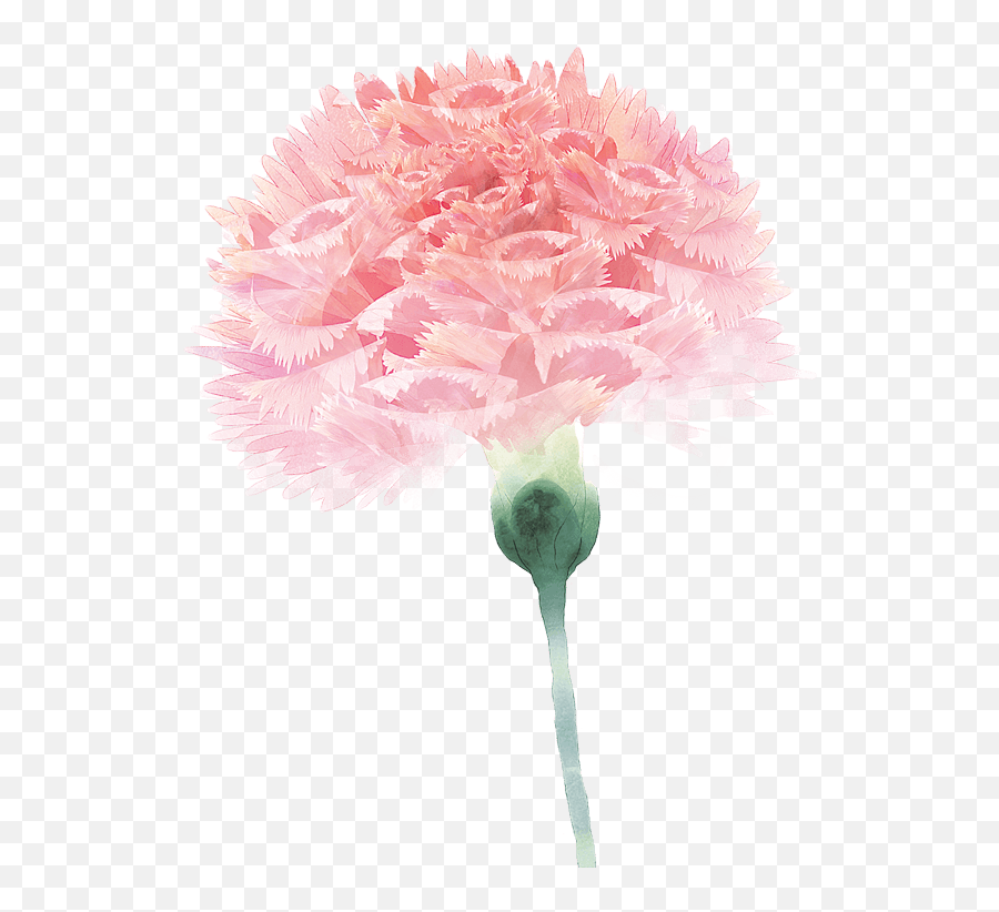 Carnation Flower Floral Design Pink For Mothers Day - 571x741 Dia Das Mães Fisioterapia Png,Carnation Png