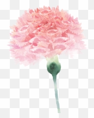 Carnation Flower Floral Design Pink For Mothers Day - 571x741 Dia Das Mães Fisioterapia Png,Carnation Png