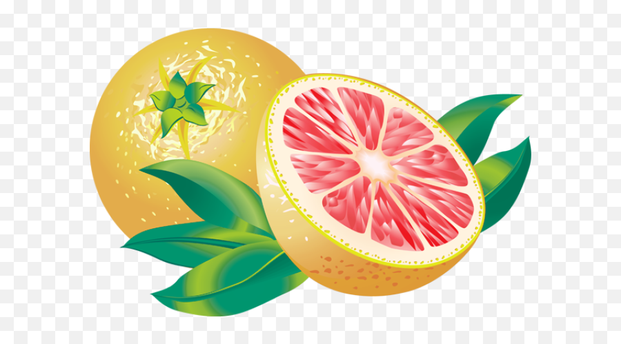 Free Citrus - Cliparts Download Free Clip Art Free Clip Art Grapefruit Vector Png,Citrus Png