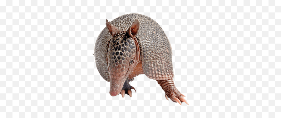 Armadillo Front View Transparent Png - Armadillo Png,Armadillo Png