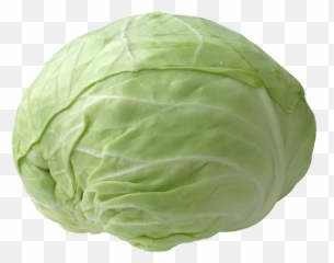 Cabbage Hd Png Transparent Hdpng Images Pluspng - Png