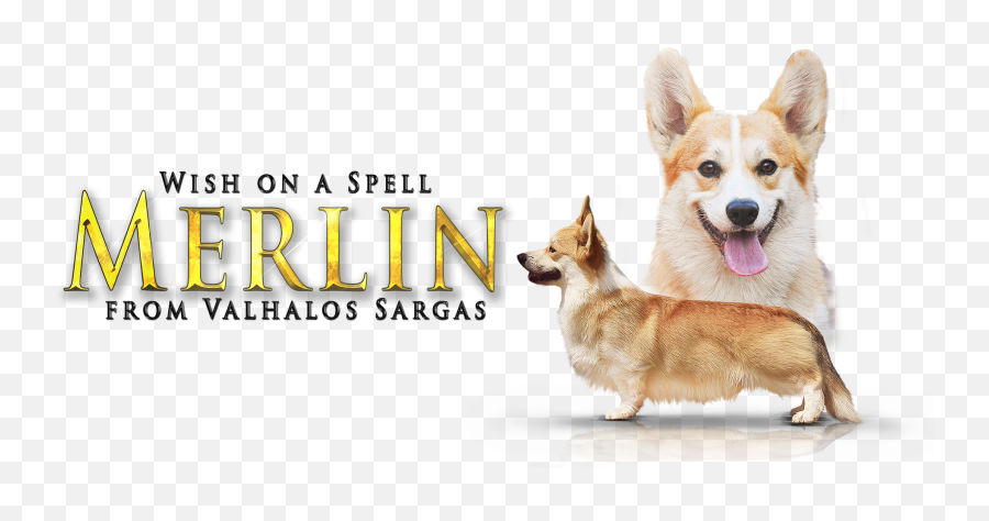 Merlin Corgibliss - Pembroke Welsh Corgi Png,Merlin Png