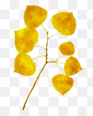 Aspen Tree Leaf Art Womens T - Aspen Tree Leaves Png,Aspen Tree Png
