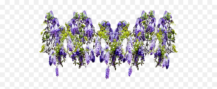 February 22 2020 - Wisteria Vines Png,Wisteria Png