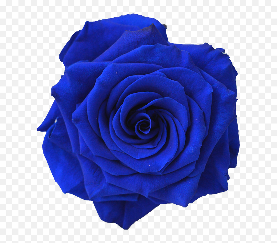 Library Of Dark Blue Flower Picture - Navy Blue Colour Flower Png,Blue Flowers Png