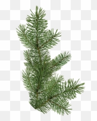Christmas Tree Branch Png 2 Image - Pine