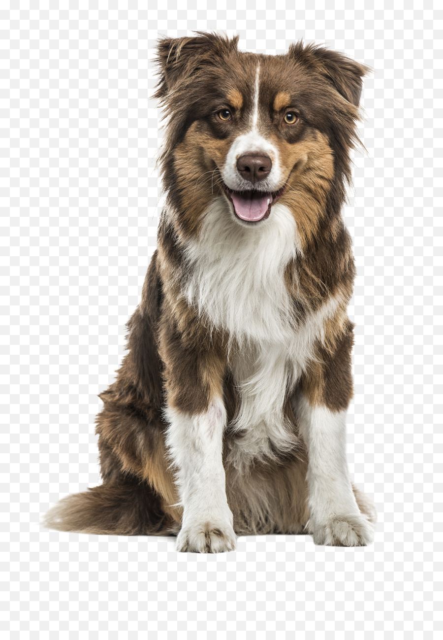 Wagginu0027 Tails Pet Grooming Dog U0026 Cat Groomer Lehigh Gratuite Carte Anniversaire Homme Png Australian Shepherd Icon Free Transparent Png Images Pngaaa Com