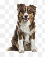 Wagginu0027 Tails Pet Grooming Dog U0026 Cat Groomer Lehigh - Gratuite Carte Anniversaire Homme Png,Australian Shepherd Icon