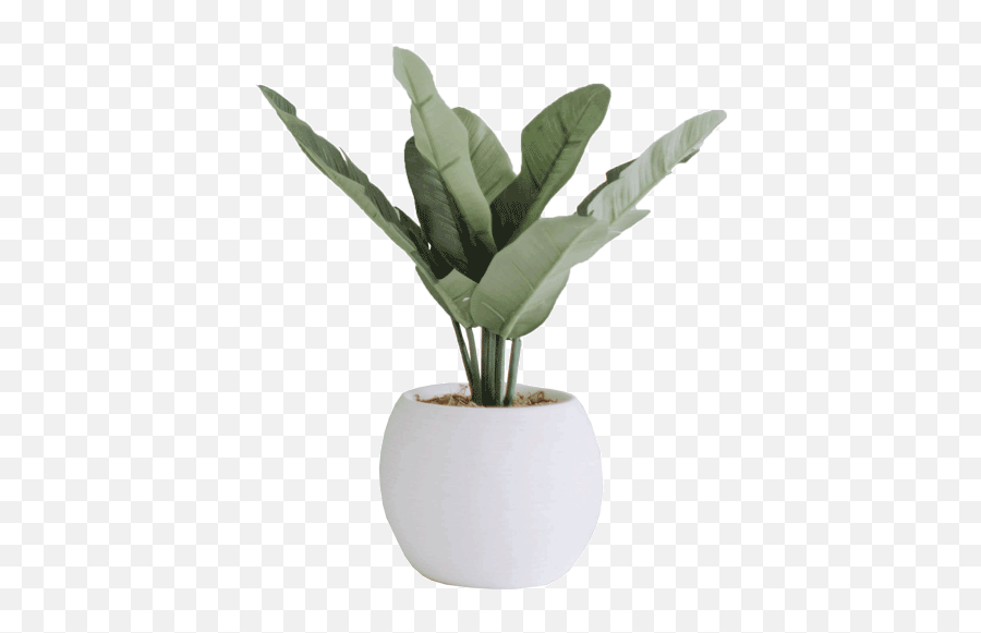 Plant - Minimal Plant Png Transparent,Plant Png