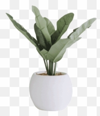 Plant - Minimal Png Transparent