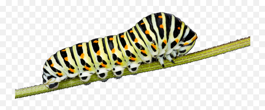 Caterpillar Insects Png Images Free - Caterpillar Png,Caterpillar Transparent Background