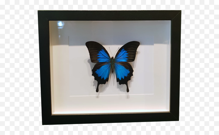 Ulysses Swallowtail Butterfly In Large Frame - Picture Frame Png,Blue Butterflies Png