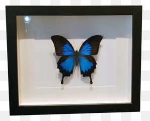 Ulysses Swallowtail Butterfly In Large Frame - Picture Frame Png,Blue Butterflies Png