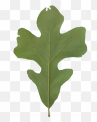 Post Oak Friends Of The Louisiana State Arboretum - Black png