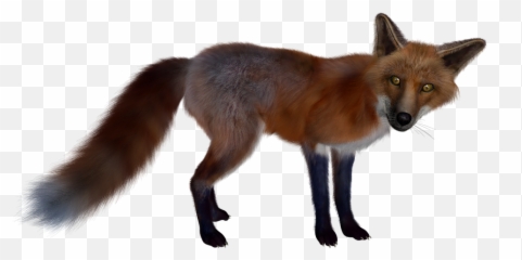 Fox Png - Fuchs Ist Schlau Und Stellt Sich Dumm,Fox Png