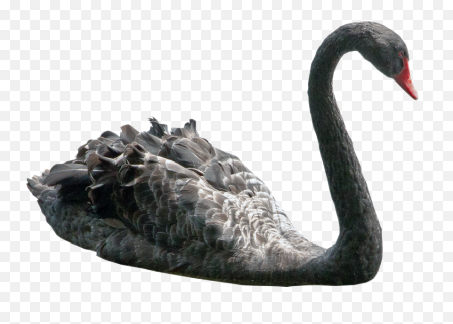 Black Swan Png - Photo 957 Free Png Download Image Png Black Swan Without Background,Swan Png