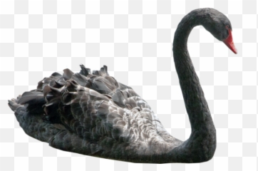 Black Swan Png - Photo 957 Free Png Download Image Png Black Swan Without Background,Swan Png