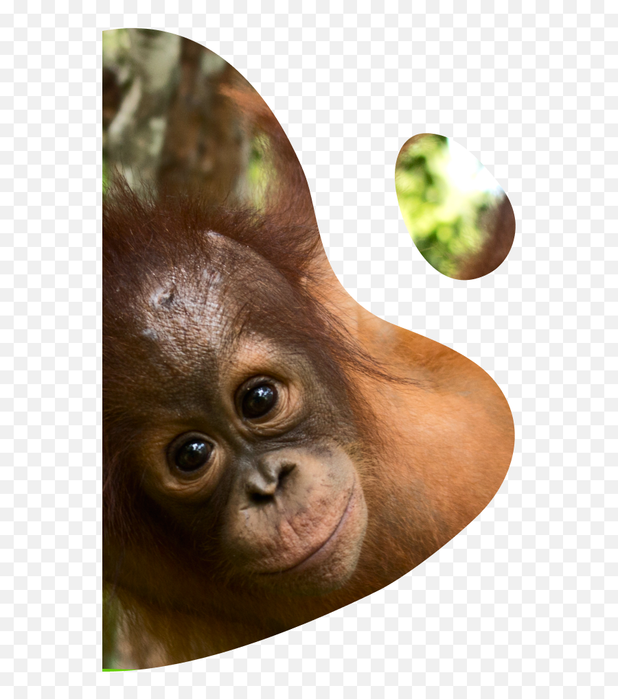 A Gift For The Forest - Latte Creative Old World Monkeys Png,Orangutan Icon