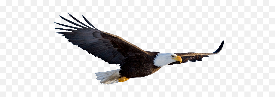 Flying Eagle Transparent Background - Flying Eagle White Background Png,Bald Eagle Transparent