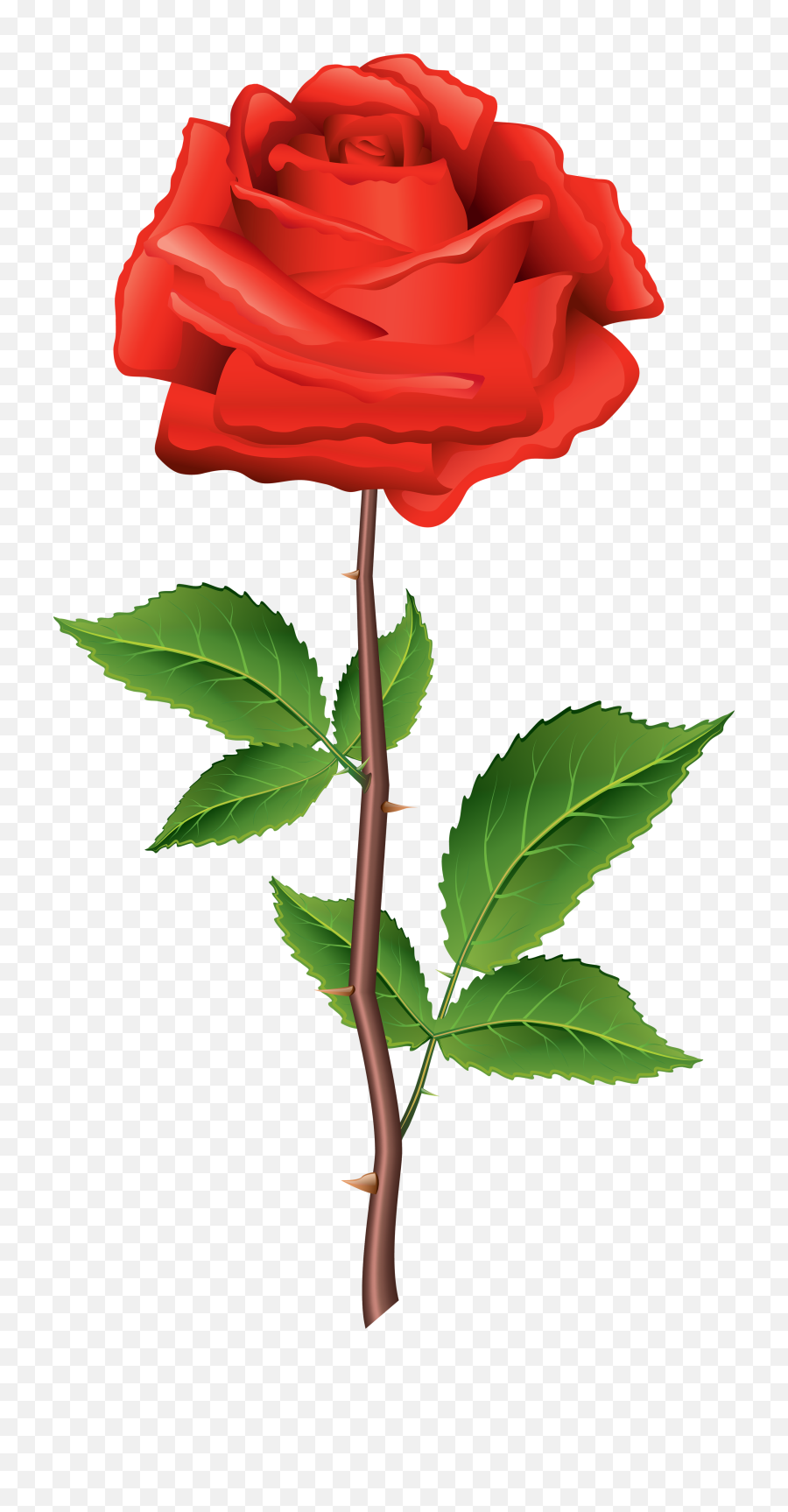 Rose Png Flower Images Free Download - Red Rose Clipart,Red Rose Png
