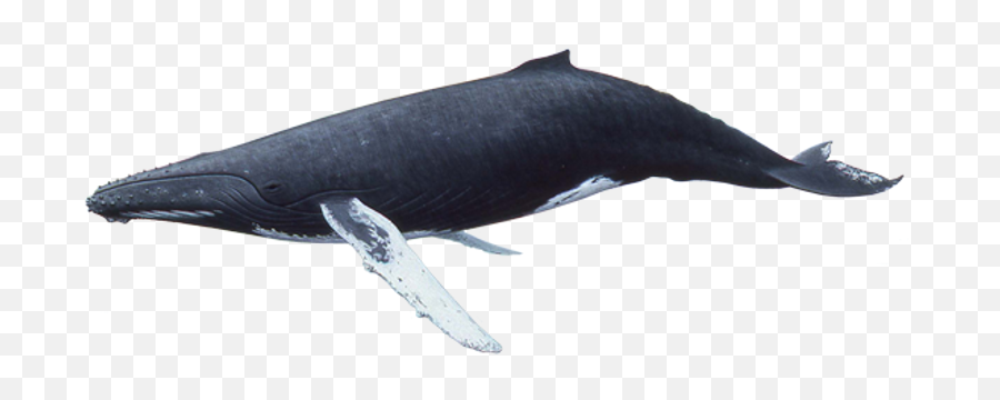 Humpback Whale - Whales Png,Humpback Whale Png