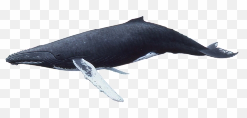 Humpback Whale - Whales Png,Humpback Whale Png