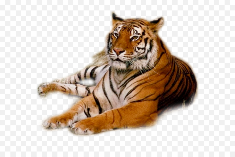 Tiger Png Images - Tiger In The Philippines,Tigers Png