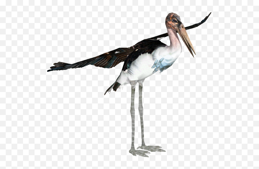 Download Marabou Stork - Mariibou Stork Full Size Png Water Bird,Stork Png