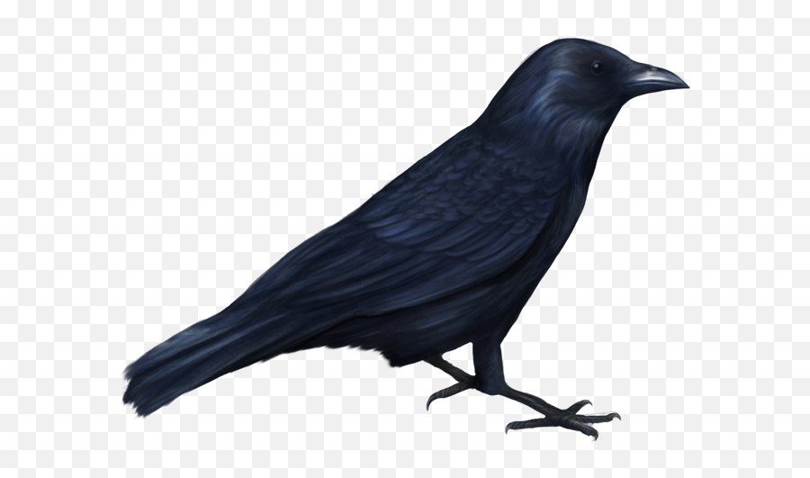 Crow Funny Png Picture - Crow Halloween Png,Crows Png