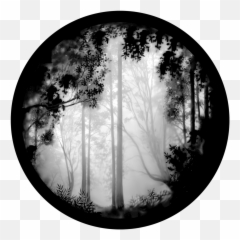 Apollo Forest Misty - Sr0081 Black And White Scenery Png,Misty Png