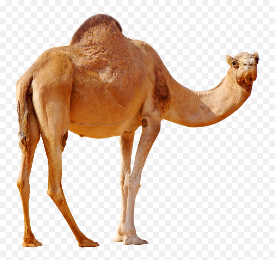 Png Background - Camel Png,Camel Transparent