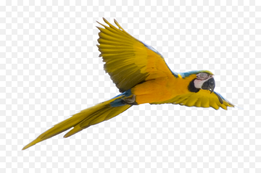 Flying Parrot Png Images - Flying Bird Transparent Background,Parrot Transparent