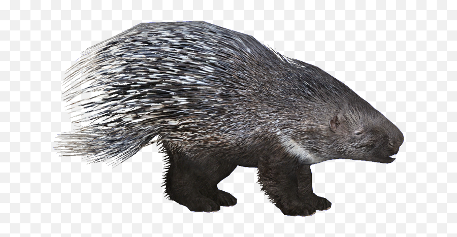 Zt2 Download Library Wiki - Zoo Tycoon 2 Porcupine Png,Porcupine Png