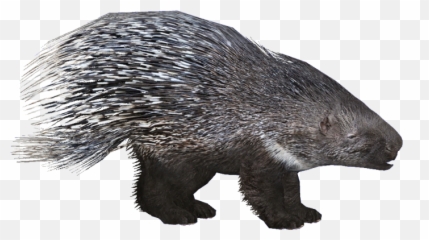 Zt2 Download Library Wiki - Zoo Tycoon 2 Porcupine Png,Porcupine Png