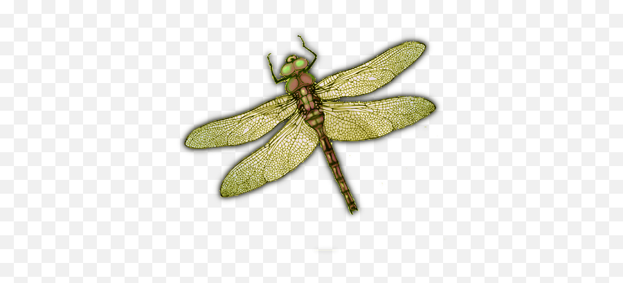 Dragonfly Png - Insects Hd Dragonfly Png,Dragon Fly Png