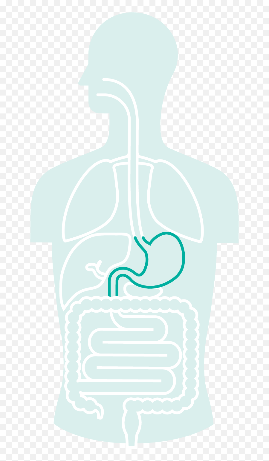Download Gi Cancer - Clip Art Png,Stomach Png