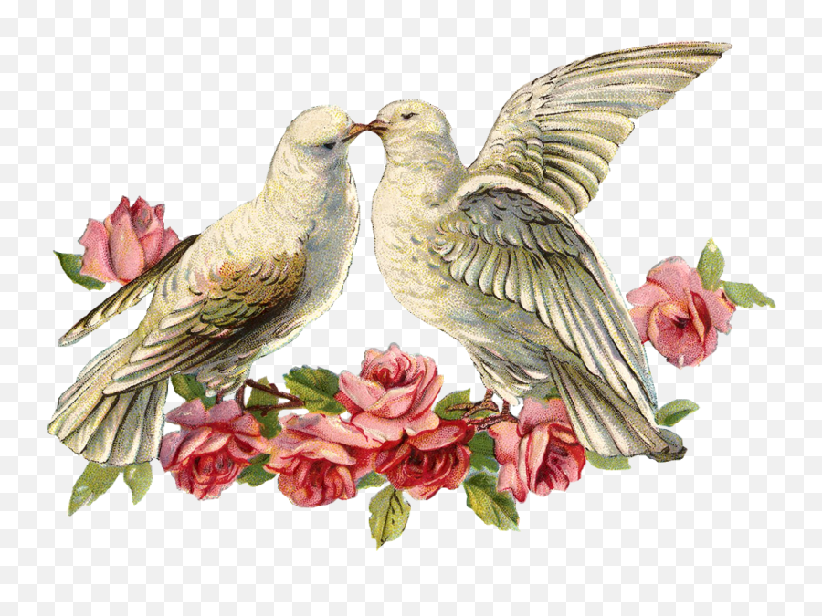 Today I Have An Image Of Two Doves With - Dove Wedding Png,Doves Png