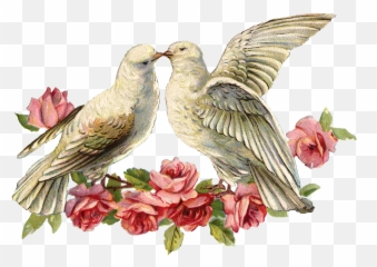 Today I Have An Image Of Two Doves With - Wedding Png