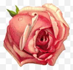 Rosa Rose Drawing Draw Dibujo Sticker - Dibujos Aesthetic Png,Rose Drawing Png