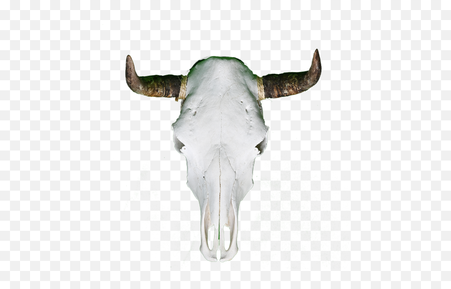 Cow Skull - Horn Png,Cow Skull Png